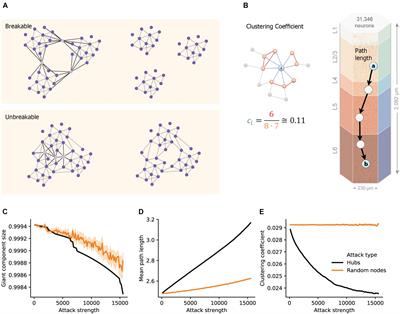 The Role of Hub Neurons in Modulating Cortical Dynamics